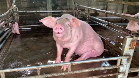 Washing Pig Farming Good Breeds Pig Farm Youtube