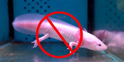 Are Axolotls Illegal To Own US States They Are Legal Amphibian Life