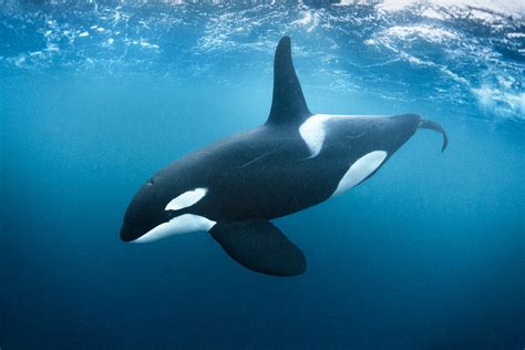 Orca Whale Underwater