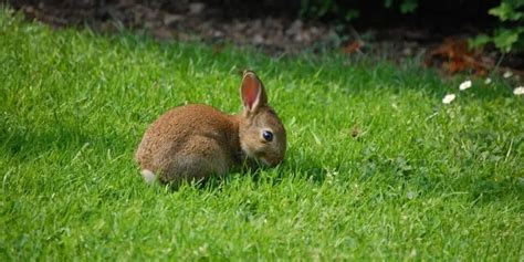What to feed a wild baby rabbit | Hutch and Cage