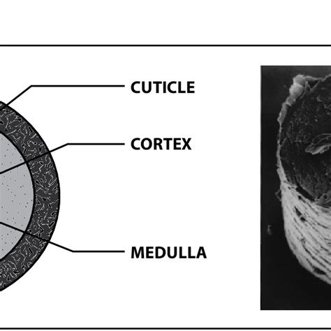 Schematic Diagram Of A Hair Fibre Cross Section With Basic Parts