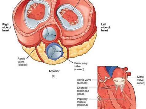 Circulatory De Anatomy Of The Chambers Of The Heart Set Heart Anatomy