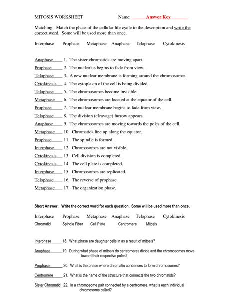 11.4 meiosis phases of meiosis answer key. Mitosis and Meiosis Worksheet Answer Key | Briefencounters