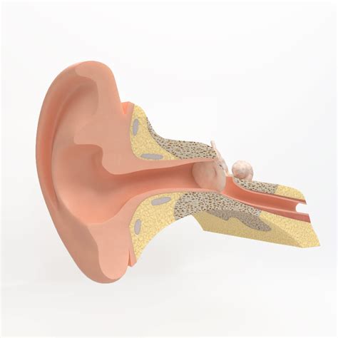 Inner Ear 3d Model Animated Cgtrader