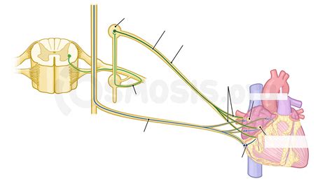 Anatomy Of The Coronary Circulation Osmosis