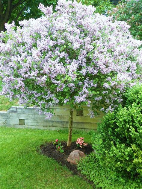 Lilac Tree Small City Garden Dwarf Trees For Landscaping Flowering