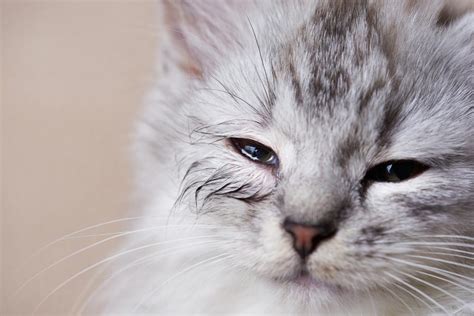 ¿por Qué Mi Gato Tiene Los Ojos Hinchados Causas Y Qué Hacer