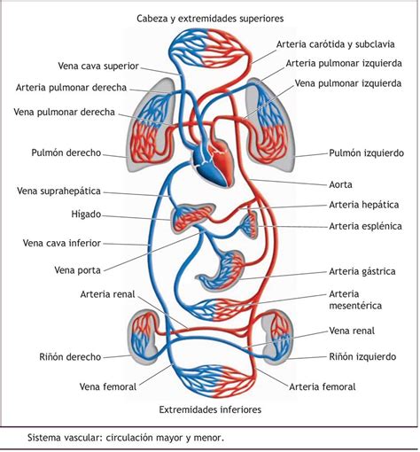 Sistema Circulatorio Circulacion Mayor Y Menor Images