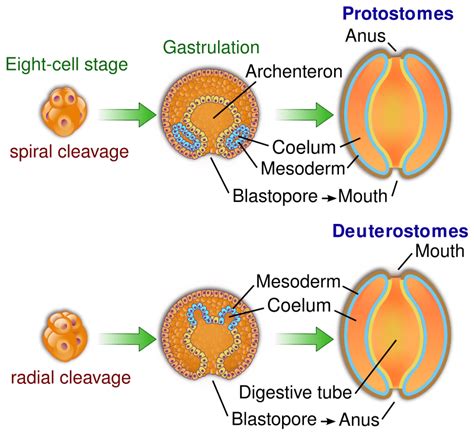 Difference Between Archenteron And Blastocoel Compare The Difference