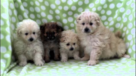 Pomapoo Puppies For Sale Youtube