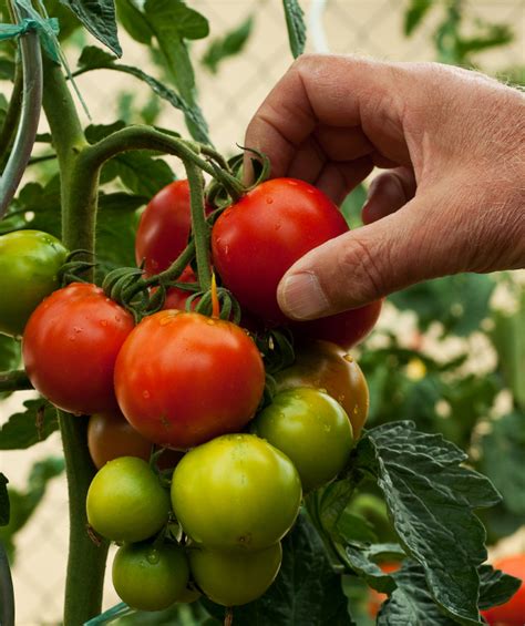 Ob als rohkost oder verarbeitet zu soßen, suppen und co. Tomaten ernten » Wann ist der beste Zeitpunkt?