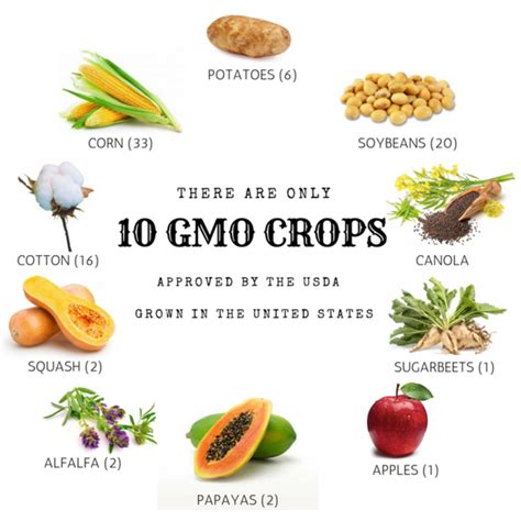 Crop Modification Genetically Modified Organisms Comprehensive Notes