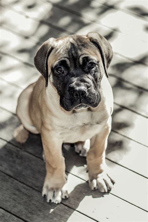 Bullmastiff Pup Cute Cats And Dogs Most Beautiful Dog Breeds Dog Breeds