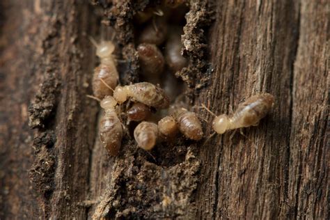Certified termite & pest control provides pest control, rodent, bee, insulation, wildlife, bird/bat, termite, and commercial services to customers in the austin area. Oliver Termite & Pest Control | Termites | Austin, TX