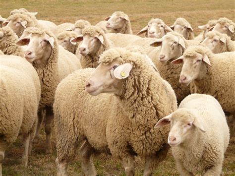 图片素材 放牧 牧场 哺乳动物 农业 羊毛 动物群 羊群 脊椎动物 牧群动物 牛山羊家庭 3264x2448
