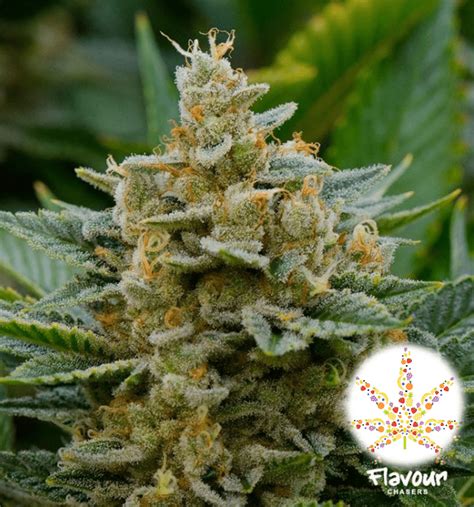 Stardawg Bud Buddies Cannabis Seeds And Clones For Sale In South Africa
