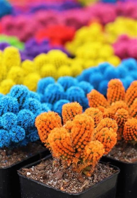 Desert Gems Cacti Rare Succulent Cactus Live Plant Planta Viva Etsy
