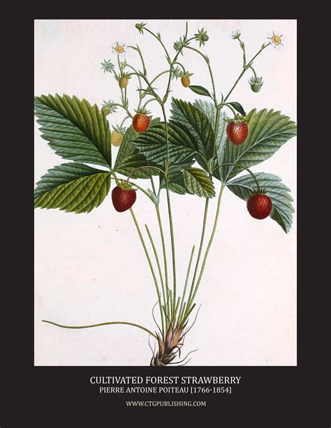 Cultivated Forest Strawberry Illustration By Pierre Antoine Poiteau