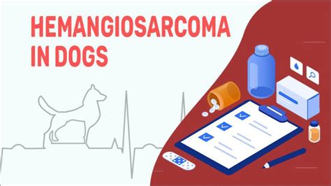 Hemangiosarcoma In Dogs Petmoo