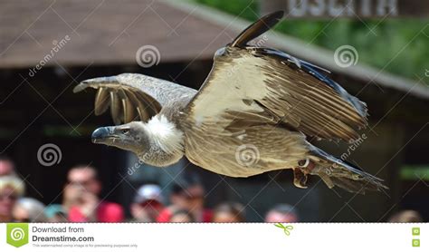 Vulture Flying Stock Image Image Of Large Flap Flight 75083549