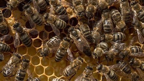 Why Are Queen Bees Failing To Reproduce Technology Networks