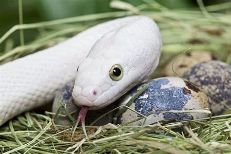 What Does A Snake Egg Look Like Mustpetscom