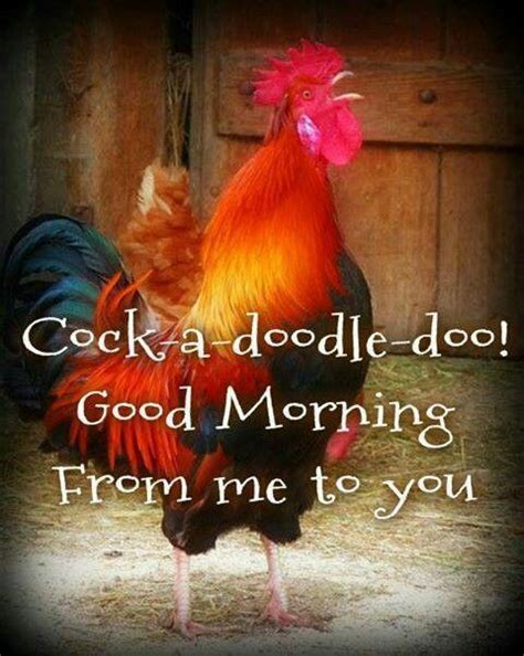 Doodle Rooster Morning Quotes Good Morning Quotes Good Morning Funny