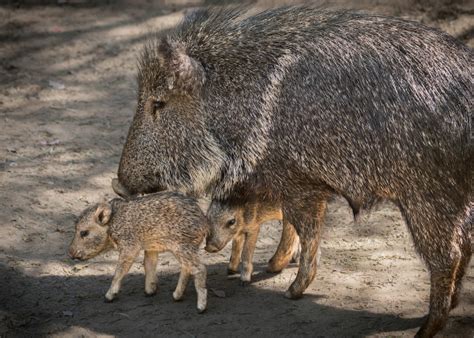 Spring Babies Abound at Los Angeles Zoo - ZooBorns