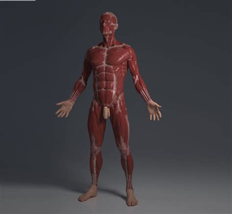 To access the teachmeanatomy 3d model, you must be a registered subscriber. 3D ecorche - human anatomy model - TurboSquid 1289362