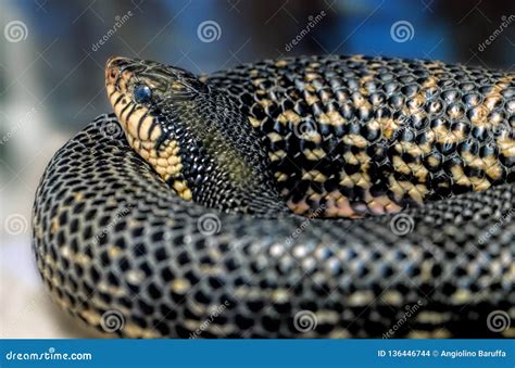 Poisonous Snake Leioheterodon Madagascariensis The Malagasy Giant