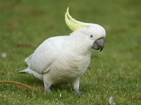 White Parrot Wallpaper Funny Animal