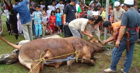 5.1 menjelaskan tatacara penyembelihan hewan 5.2 menjelaskan ketentuan aqiqah dan qurban 5.3 memperagakan cara penyembelihan 8. MAKALAH: MAKALAH TENTANG QURBAN