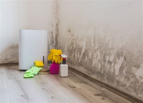 How To Get Rid Of Mold In Basement Bob Vila