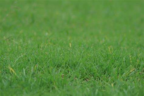 Lawn In Summer Free Stock Photo Public Domain Pictures