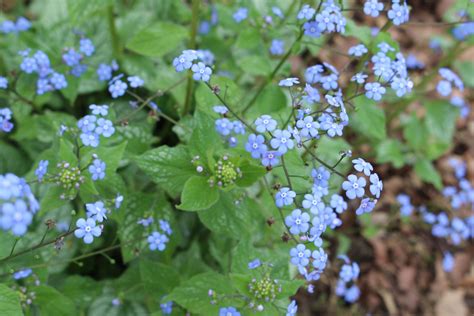 Brunnera Macrophylla Jack Frost Siberian Bugloss Northwest Garden