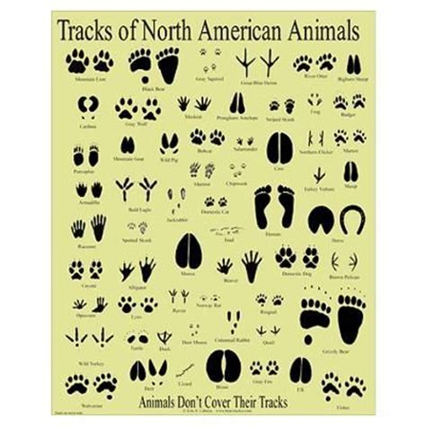 How to get hypixel xp, tutorial, step by step. Books and this chart to ID animal tracks in the snow from Doodles and Jots. | Kid | Learning is ...