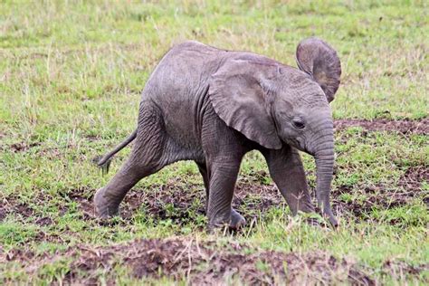 The 17 Cutest Animals In Kenya Will Melt Your Heart 42nd Class