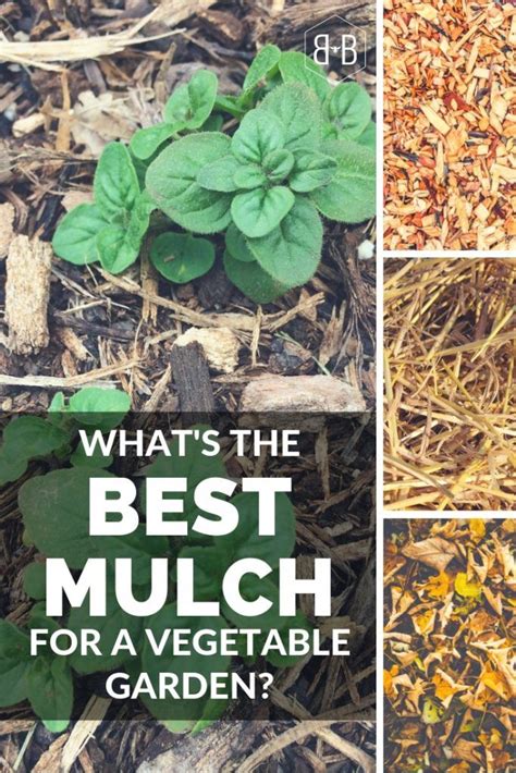 Best flowers for bees in vegetable garden. What's the Best Mulch for Vegetable Gardens? • Bee and ...