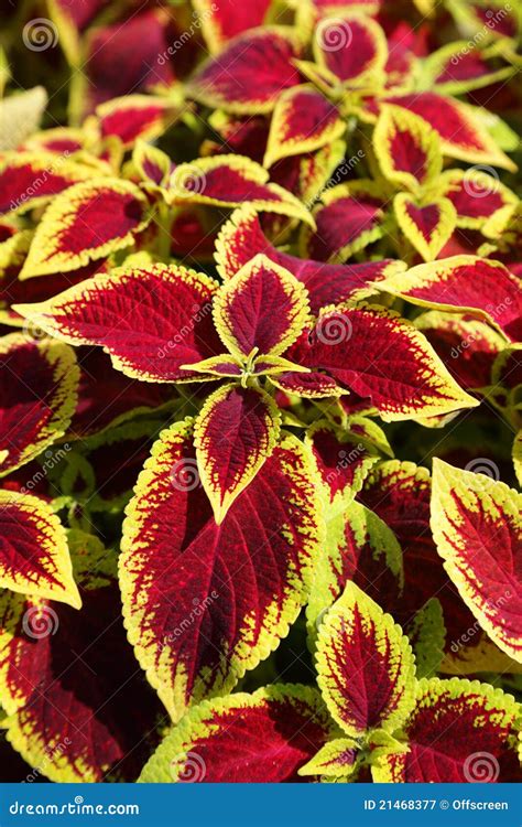 Coleus Flower Stock Image Image Of Lush Plant Coleus 21468377