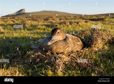 Eider Duck Somateria Mollissima Female On Nest Fair Isle Shetland