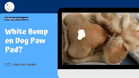 White Bump On Dog Paw Pad Mystery Solved Dailydogdrama