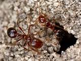 Images of What Do Fire Ants Look Like