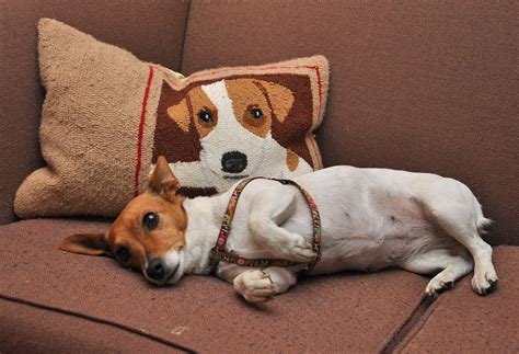 Jack russel genetik olarak bazı hastalıklara yatkındır. Clemmie and her pillow | Jack russell dogs, Jack russell ...