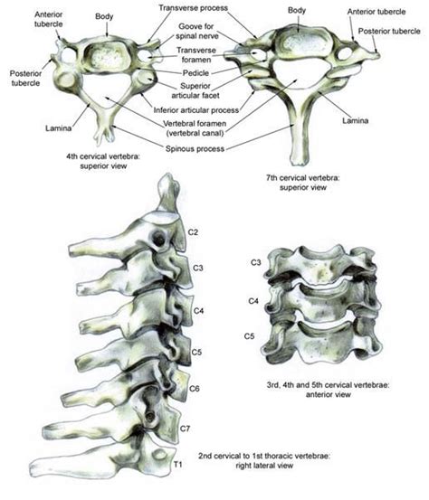 Cervical Spine Anatomy Overview Gross Anatomy Axial Skeleton Gross