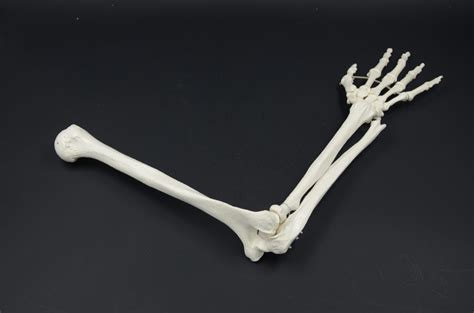 Arm Bones 123d Models Polrezz