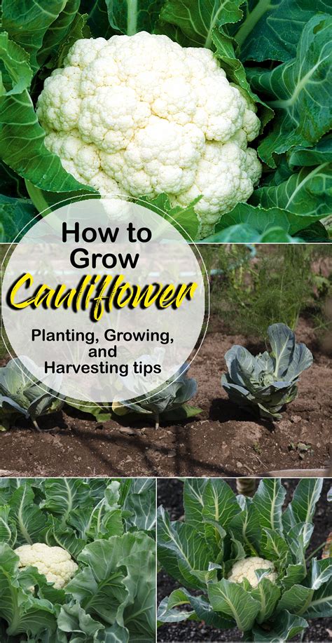 How To Grow Cauliflower Growing Cauliflower In Containers Growing