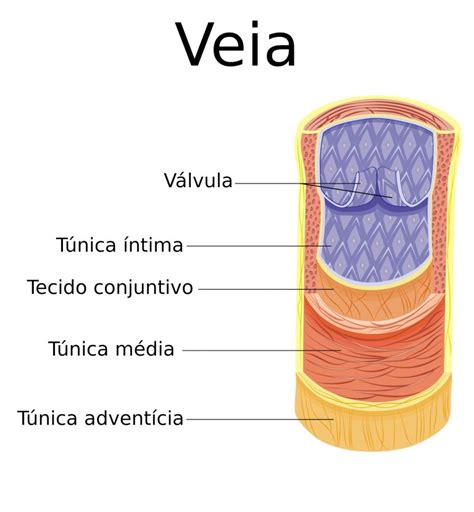 Veia Sistema Circulatório Anatomia das Veias InfoEscola