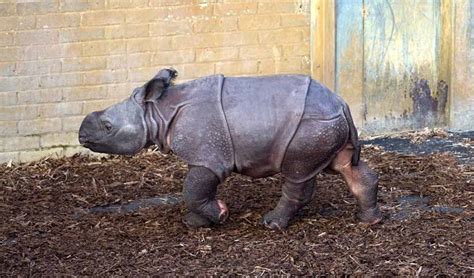 Rare Indian Rhino Baby Born In Poland Zoo Greencitizen