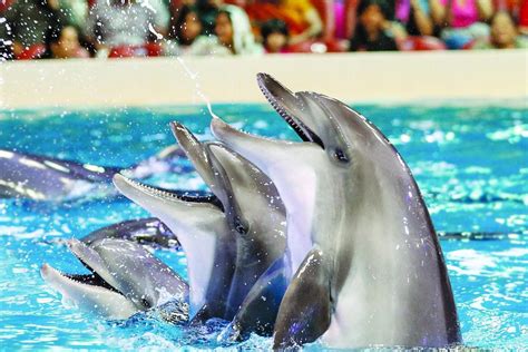 Dubai Dolphinarium Dolphin And Seal Show Al Nahdi Travels