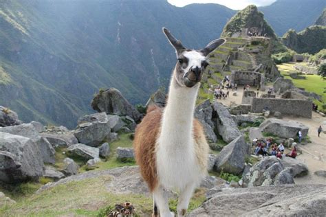 Saiba Como Organizar Sua Viagem A Machu Picchu